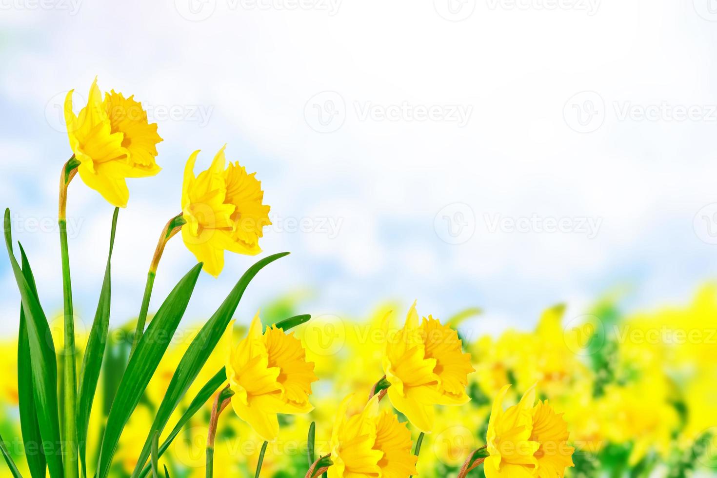 Spring flowers of daffodils. photo