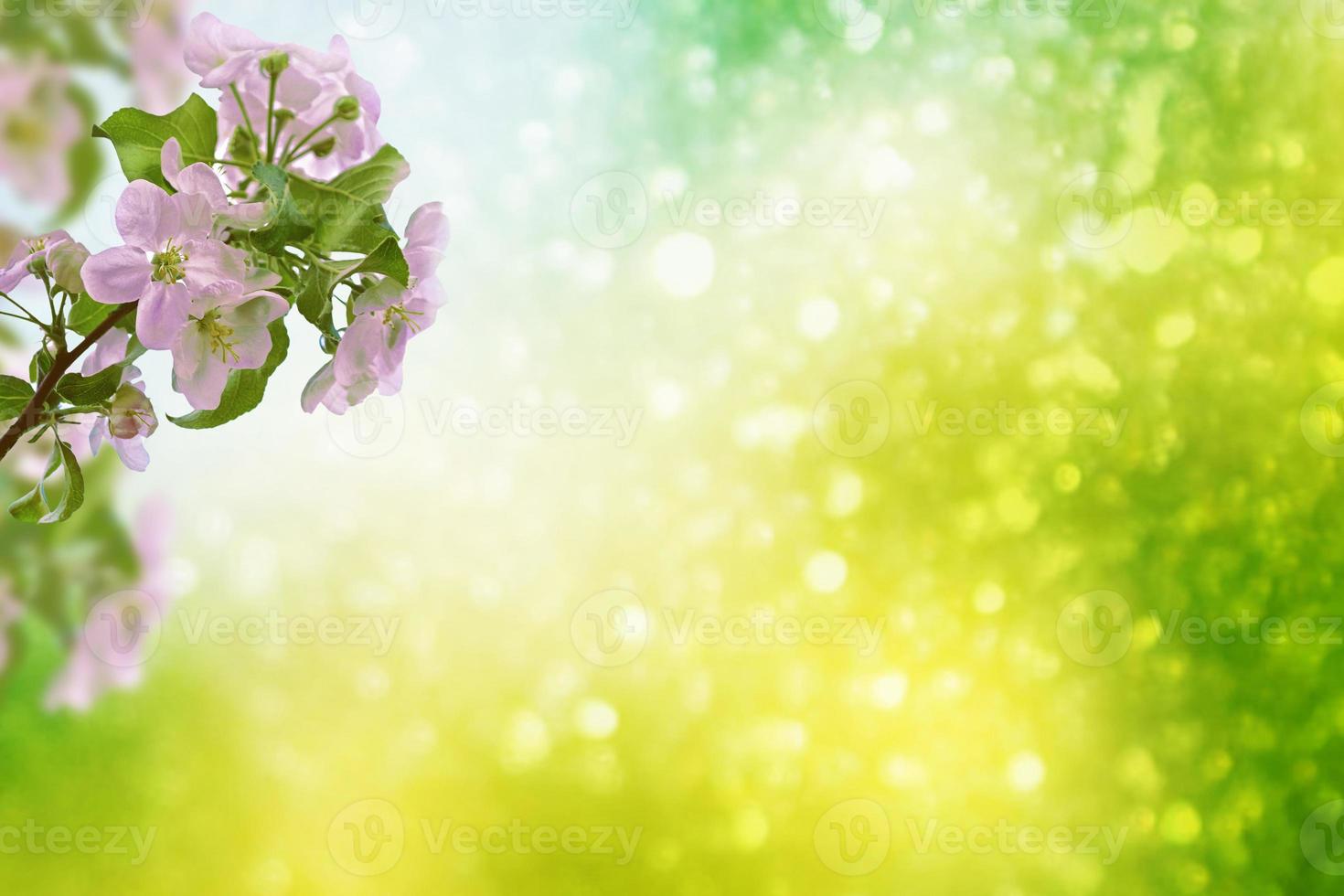 Blossoming branch apple. photo