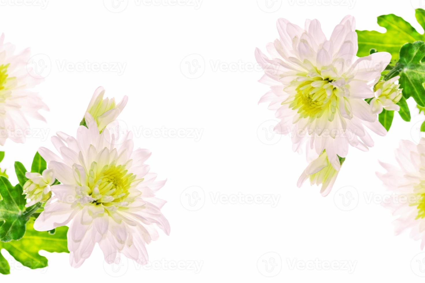 Colorful autumn flowers of chrysanthemum photo