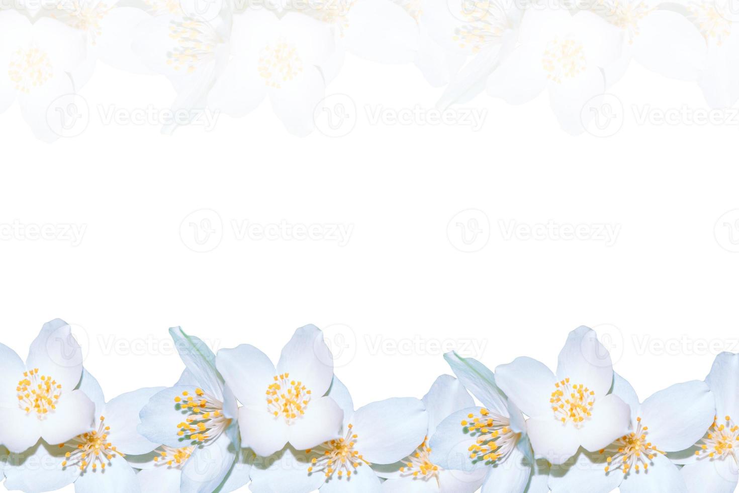 branch of jasmine flowers isolated on white background. photo