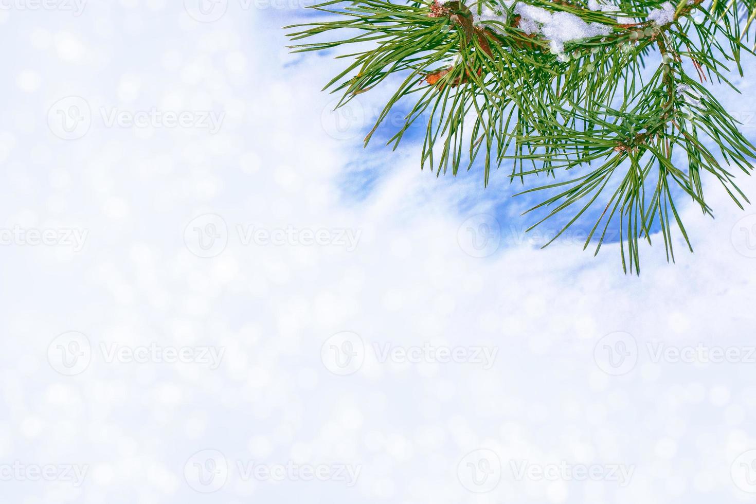 Frozen winter forest with snow covered trees. photo