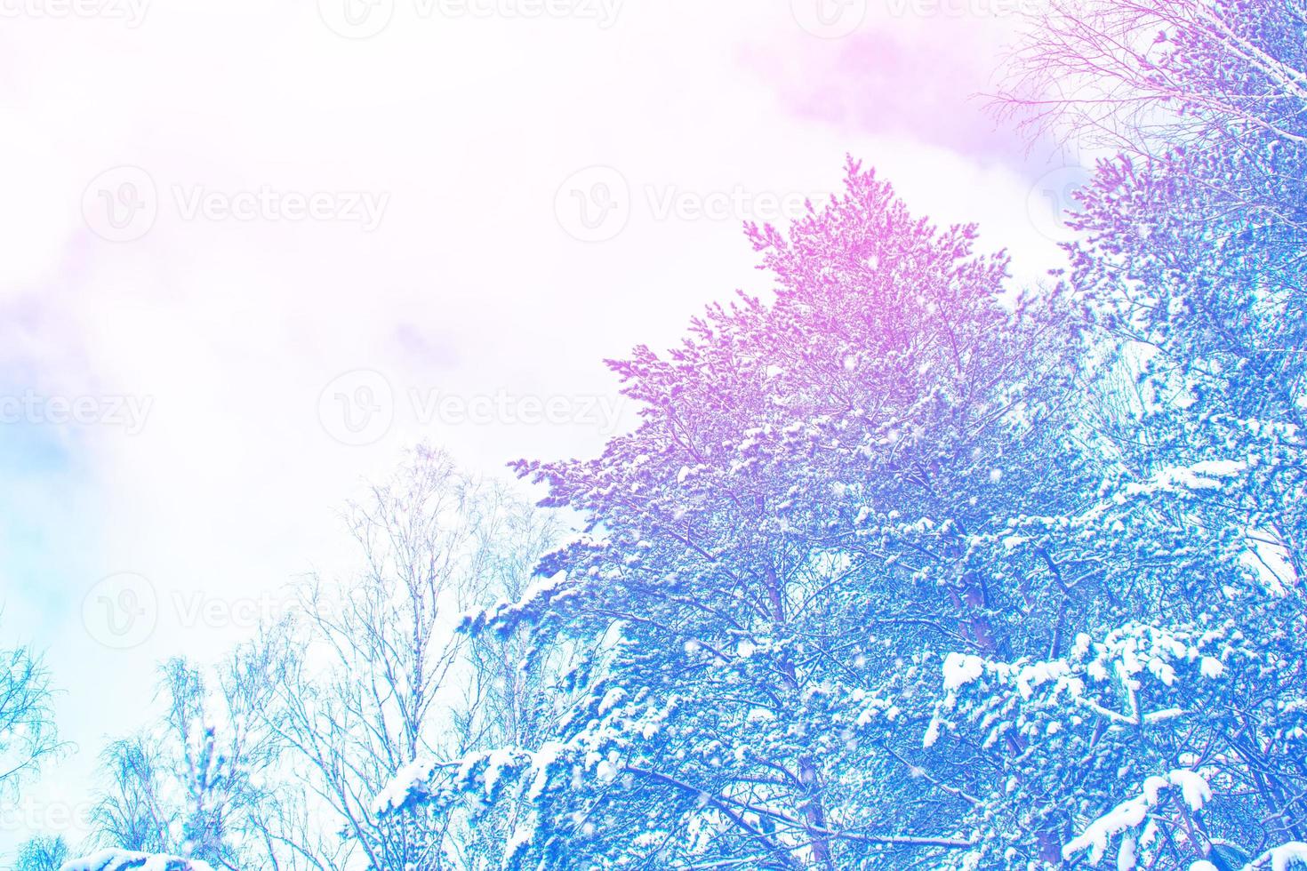 Frozen winter forest with snow covered trees. photo