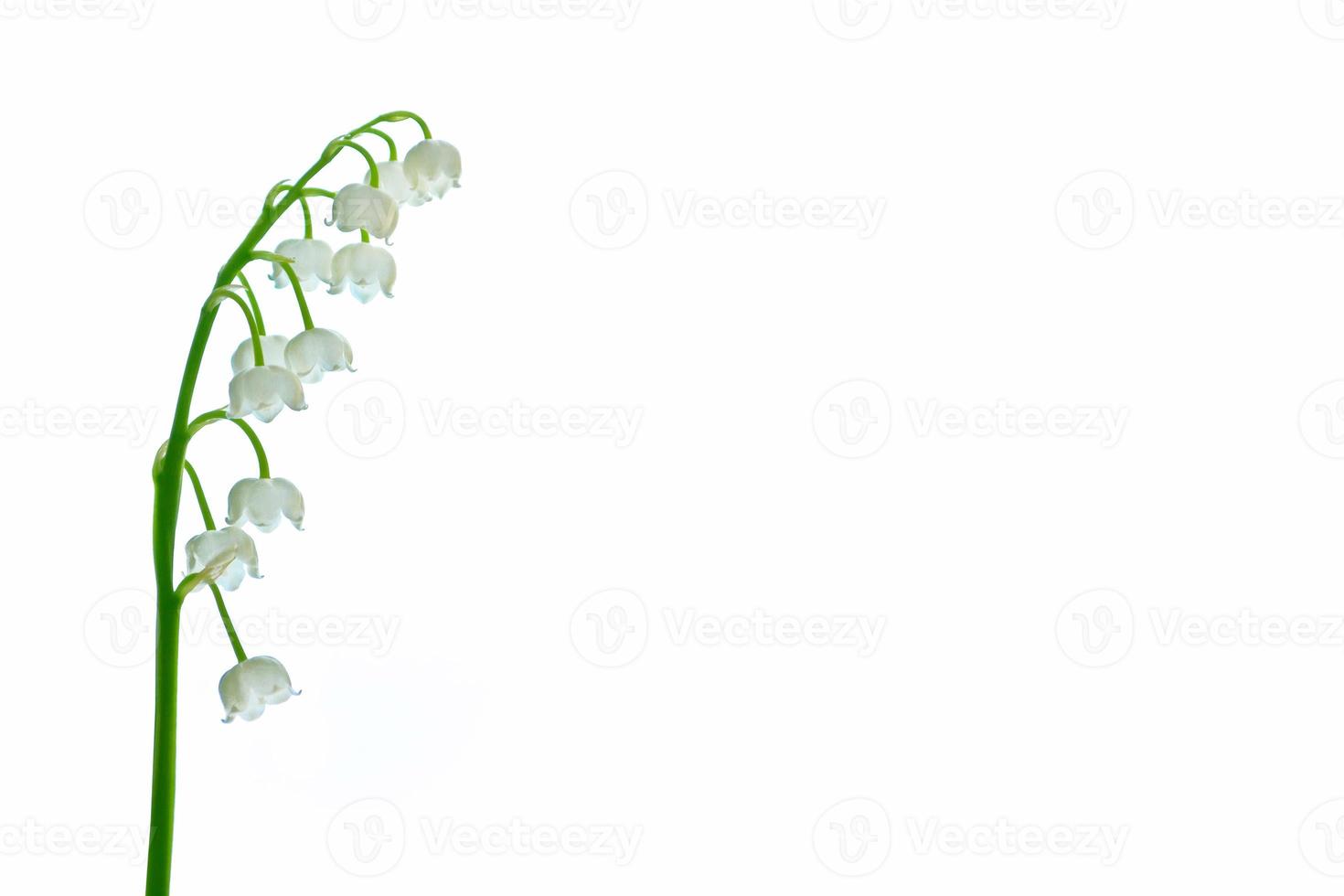 Lily of the valley flower on white background photo