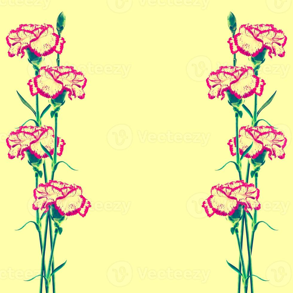 Natural floral background of bright flowers carnation photo