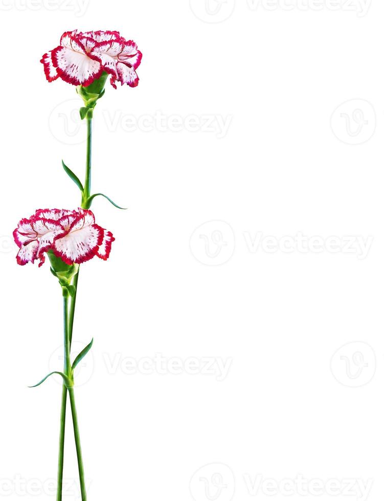 branch carnation flowers isolated on white background photo