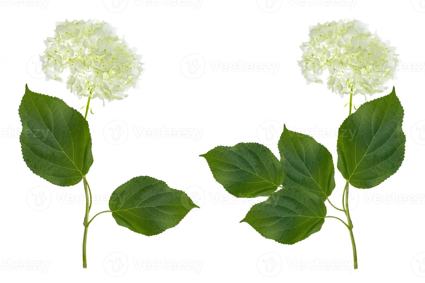 Colorful hydrangea flowers. photo