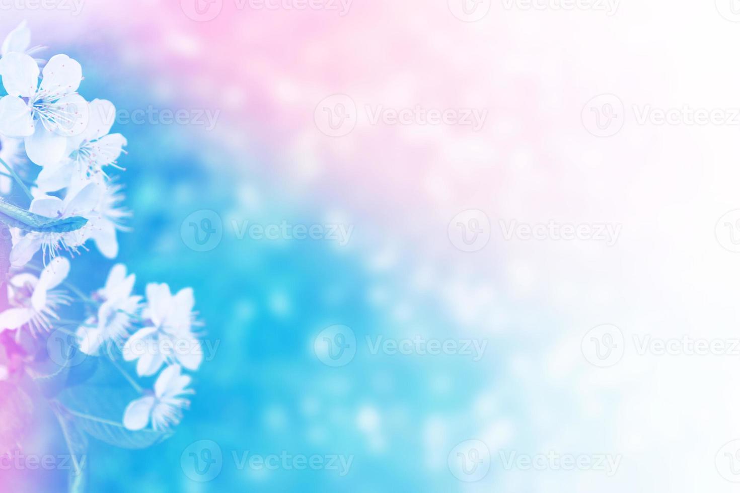 Bright colorful spring flowers photo