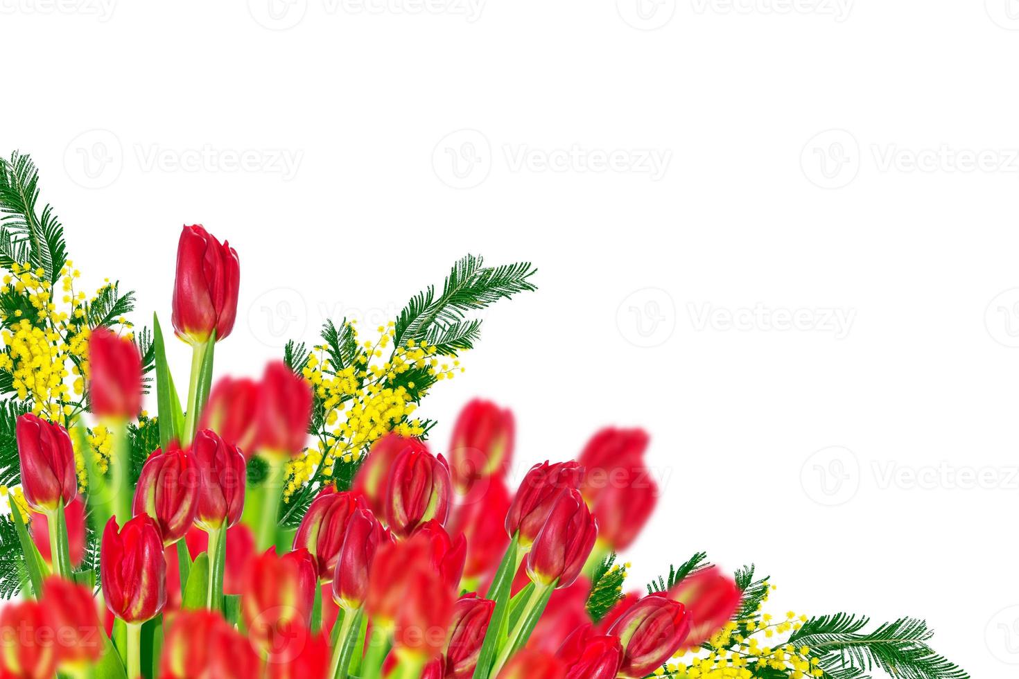spring flowers tulips photo