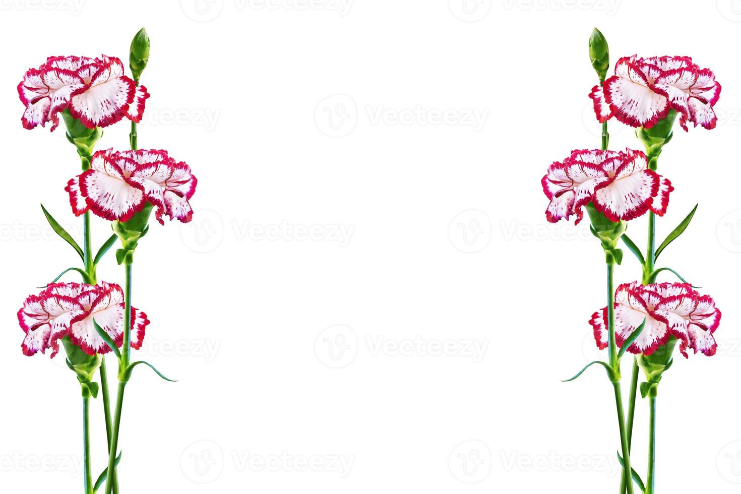 branch carnation flowers isolated on white background photo