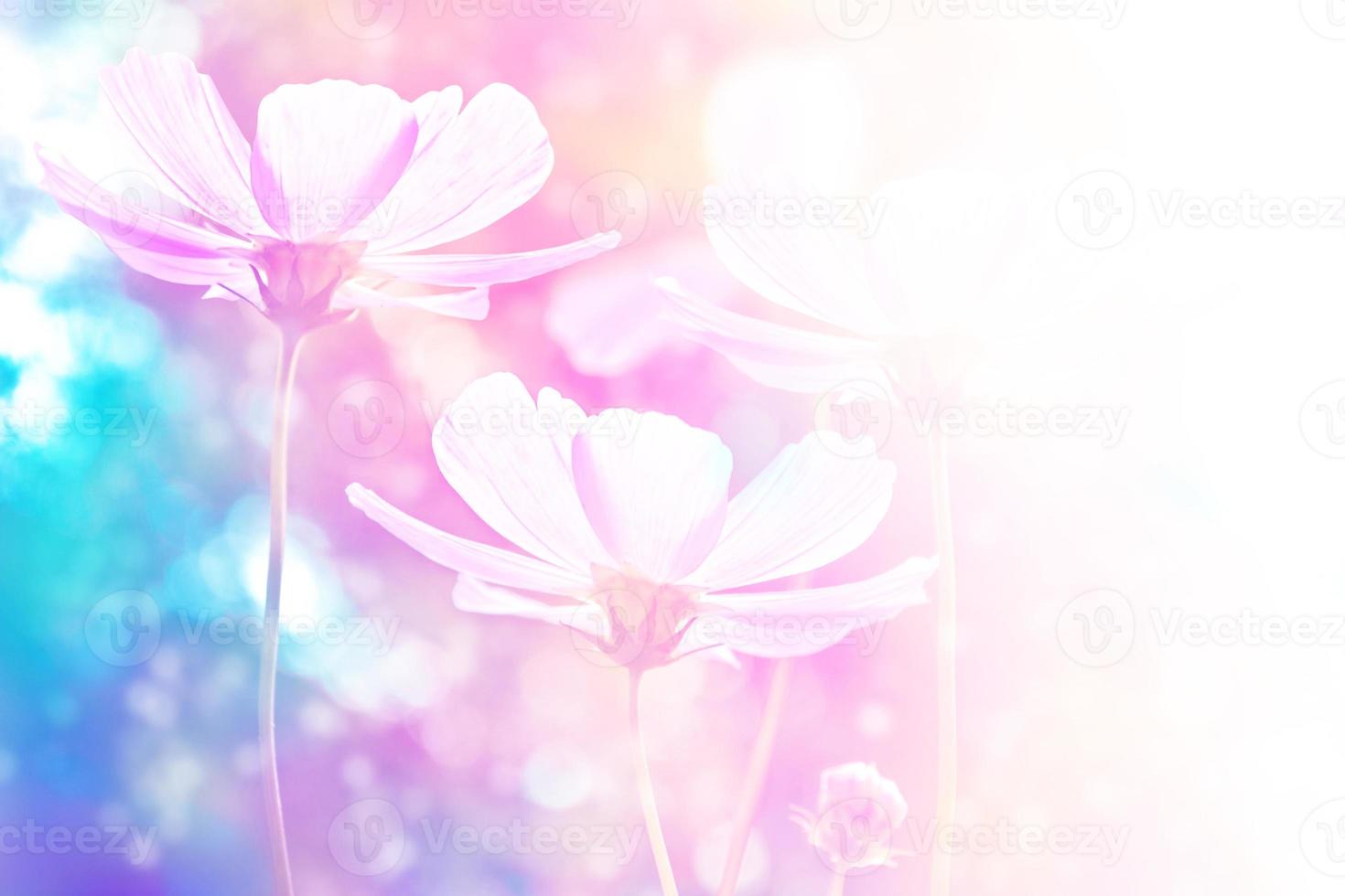 Colorful cosmos flowers on a background of summer landscape. photo