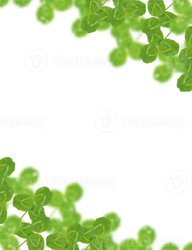 green clover leaves isolated on white background. St.Patrick 's Day photo