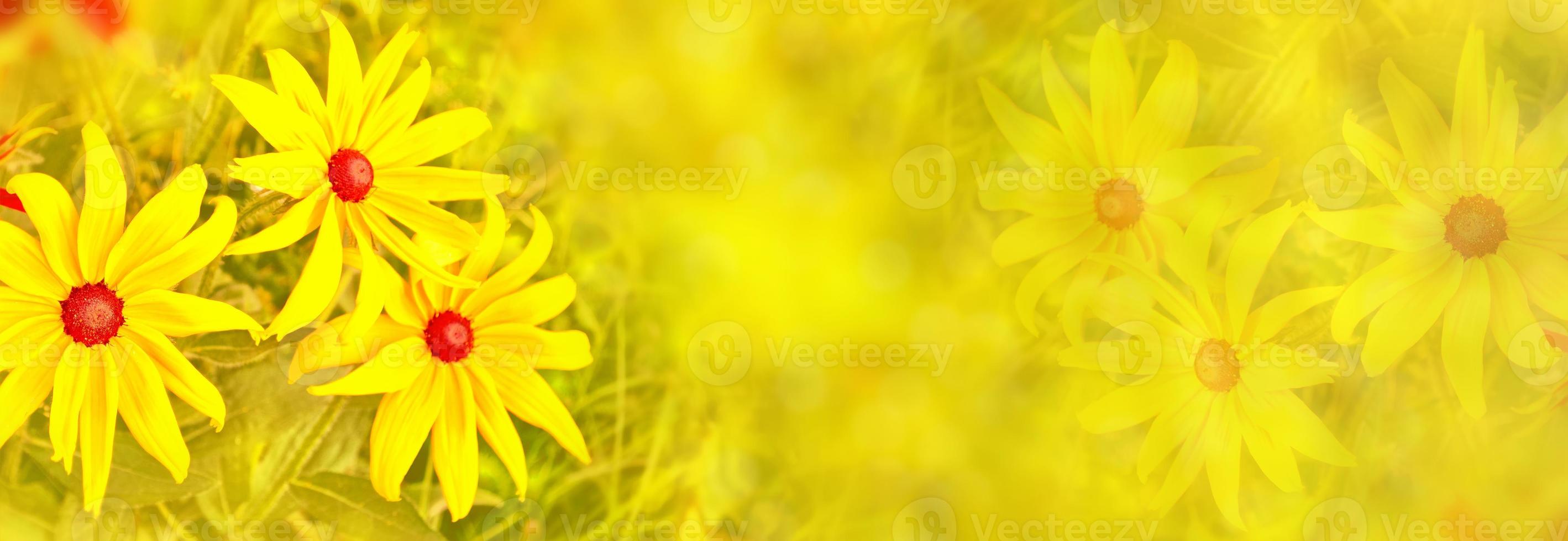 rudbeckia flowers on a background of the summer landscape. photo