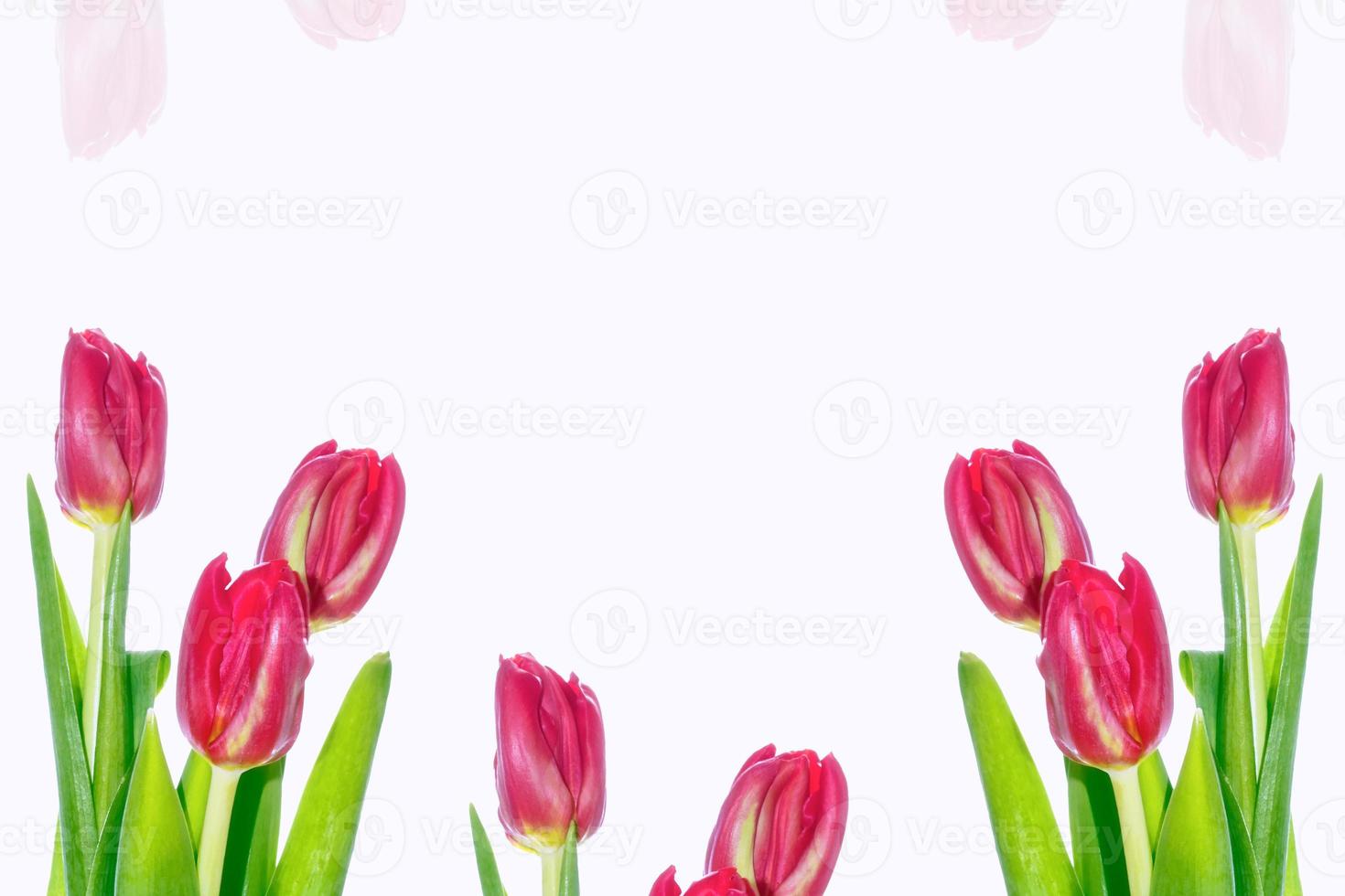 spring flowers tulips photo