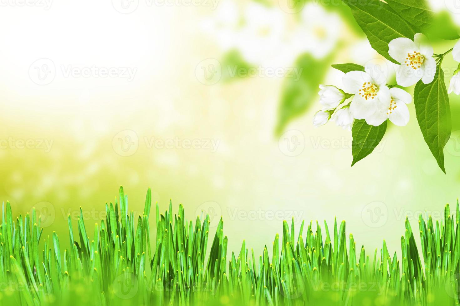 White jasmine The branch delicate spring flowers photo