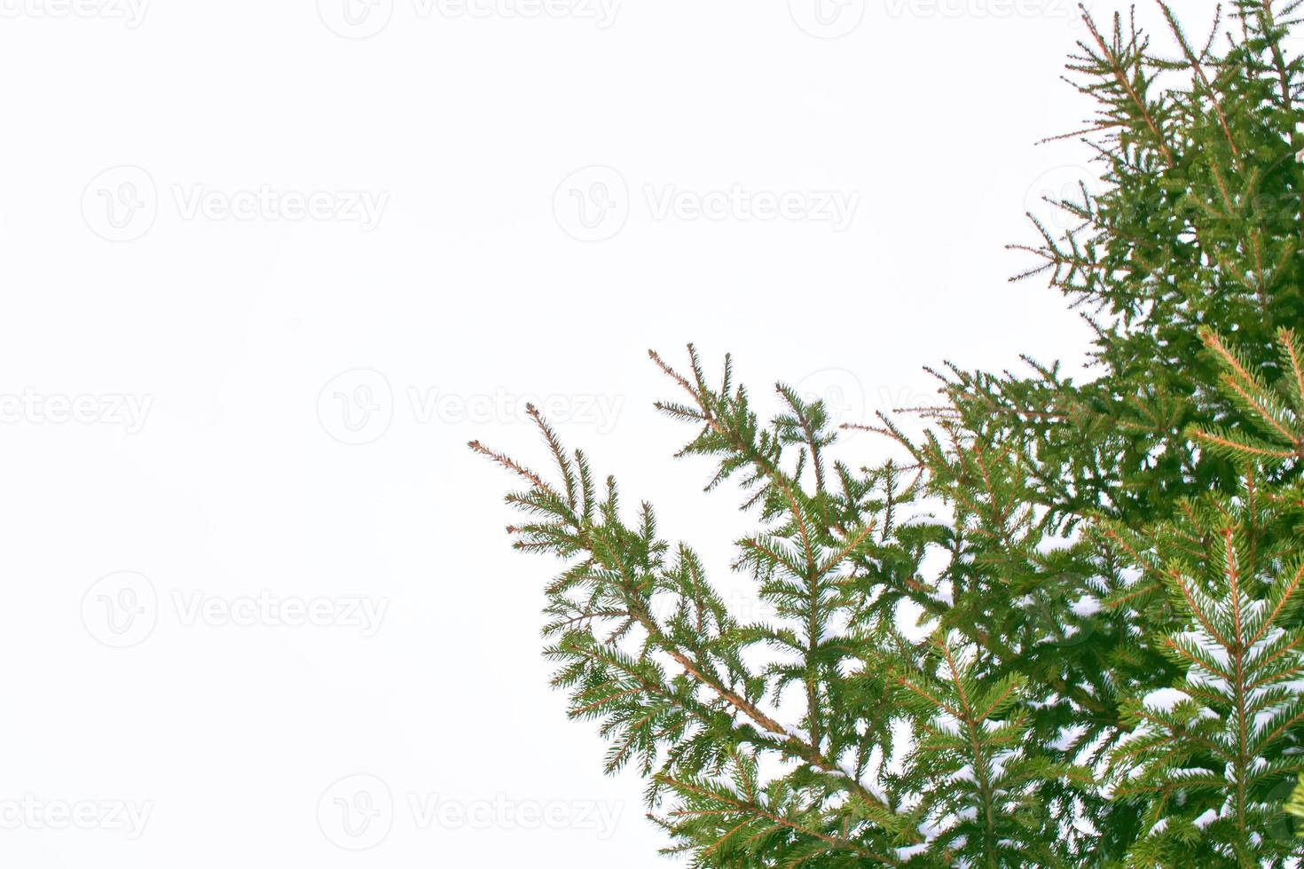 The branches of the snow covered tree Christmas tree photo