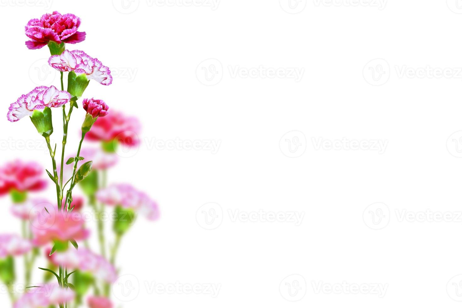 branch carnation flowers isolated on white background photo