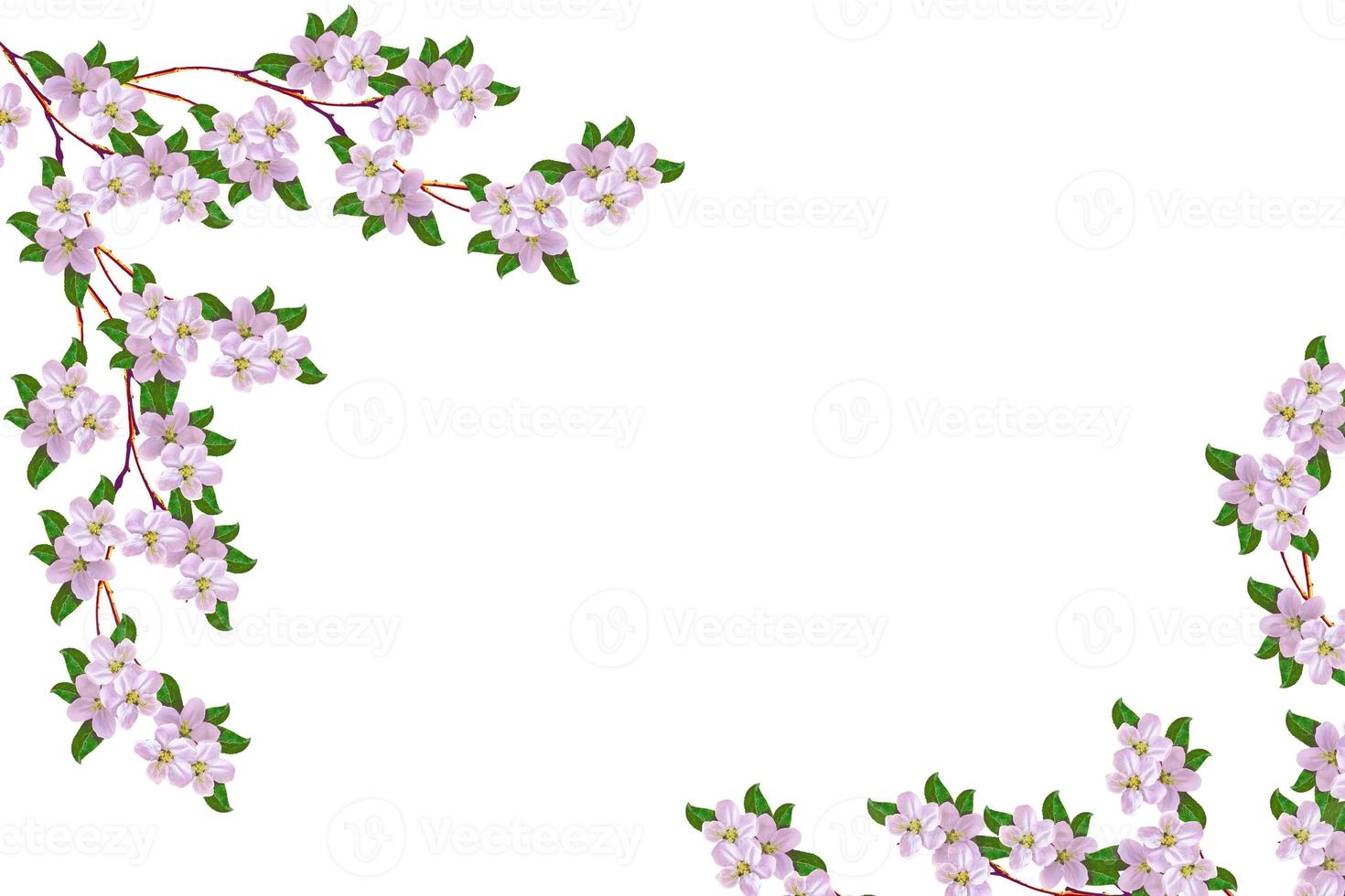 Flowering branch of cherry isolated on a white background. photo