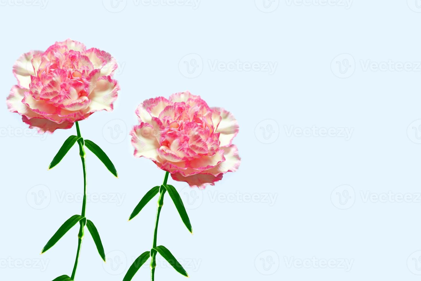 colorful carnation flowers. Floral background. photo