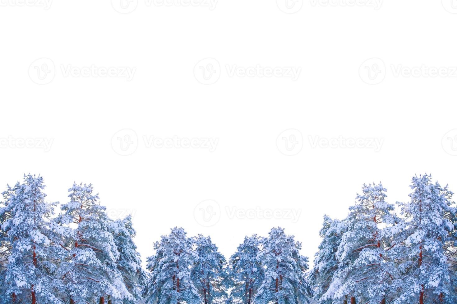 Christmas tree isolated on white background. Spruce. photo