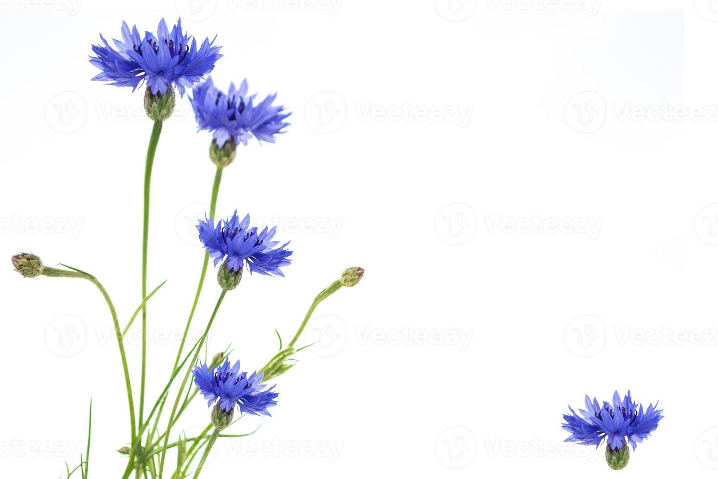 Wild flower cornflower. Natural background. photo