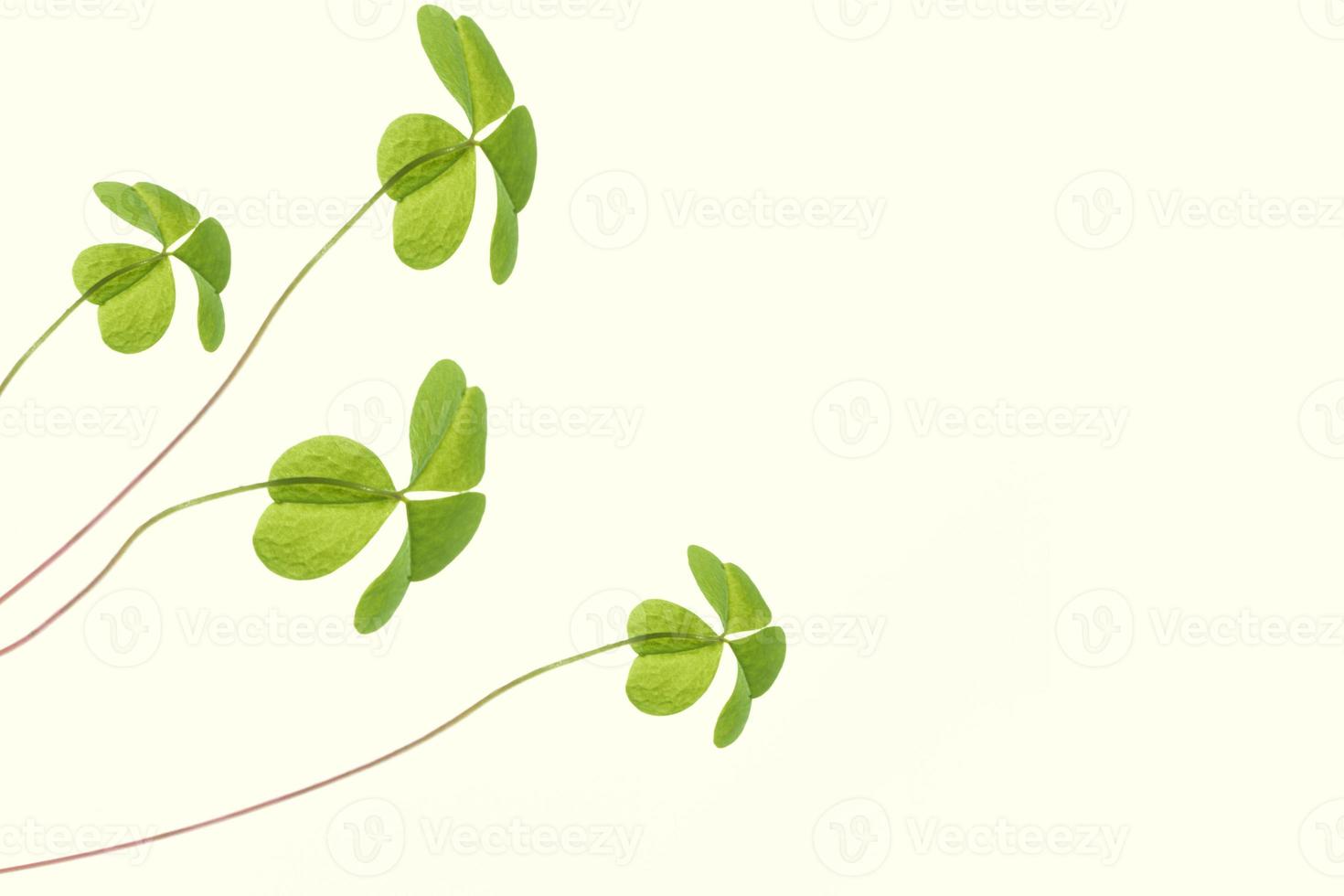 green clover leaves isolated on white background. St.Patrick 's Day photo