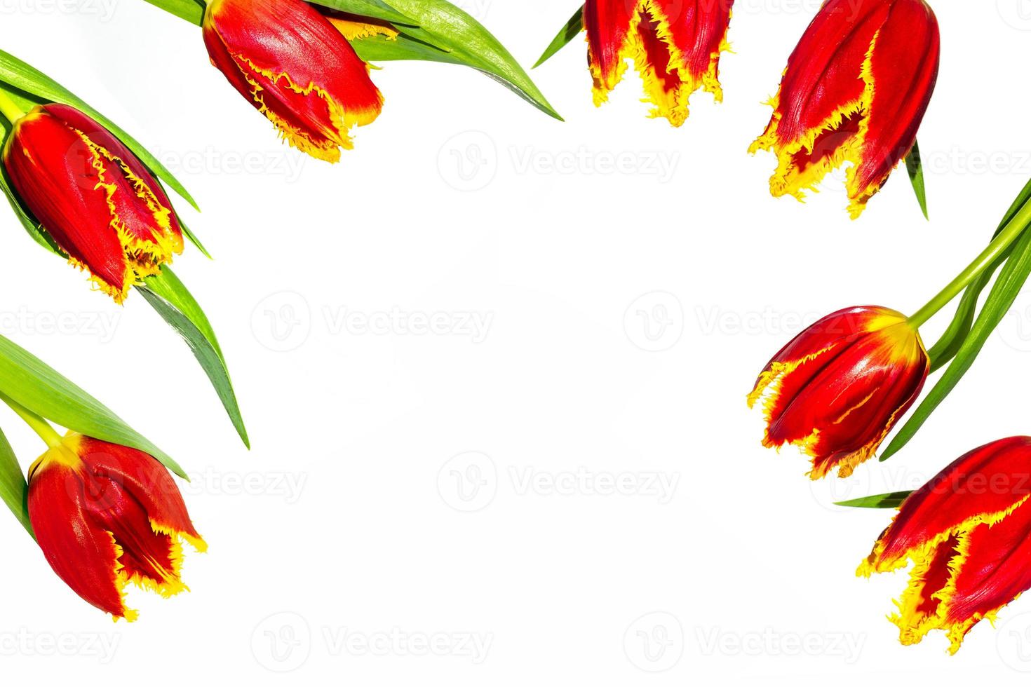 spring colorful flowers tulips. nature photo