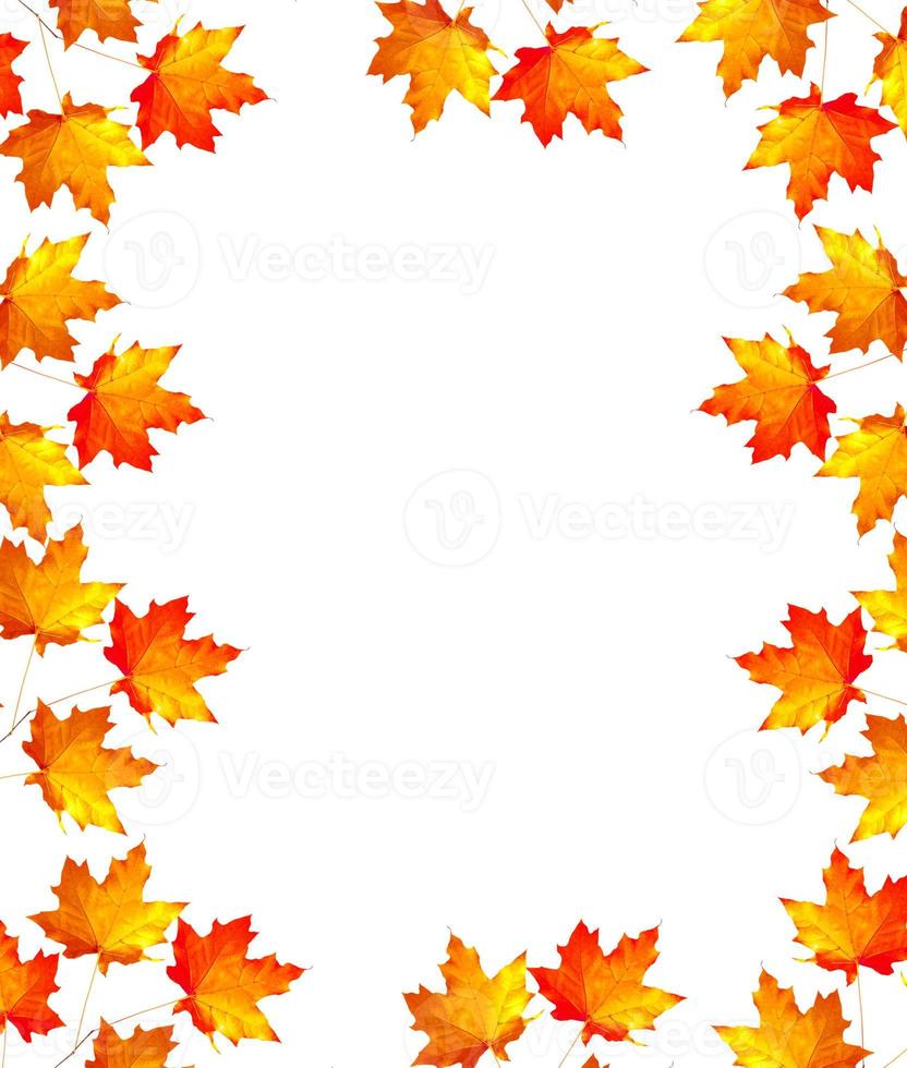 Bright colorful autumn leaves photo