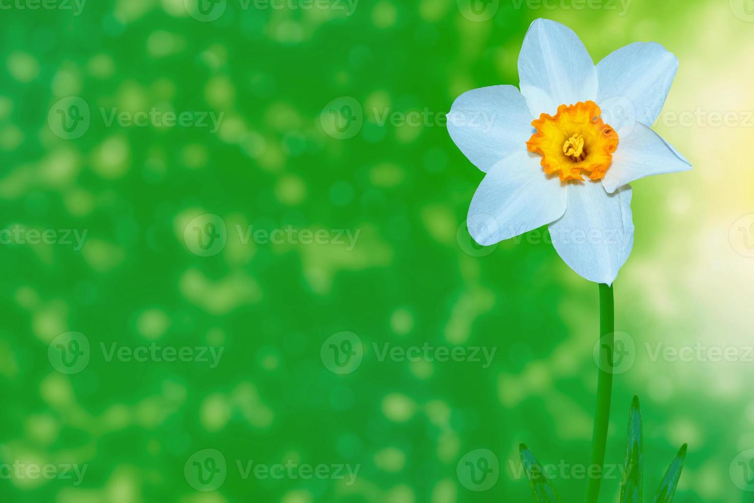 Spring flowers of daffodils. photo