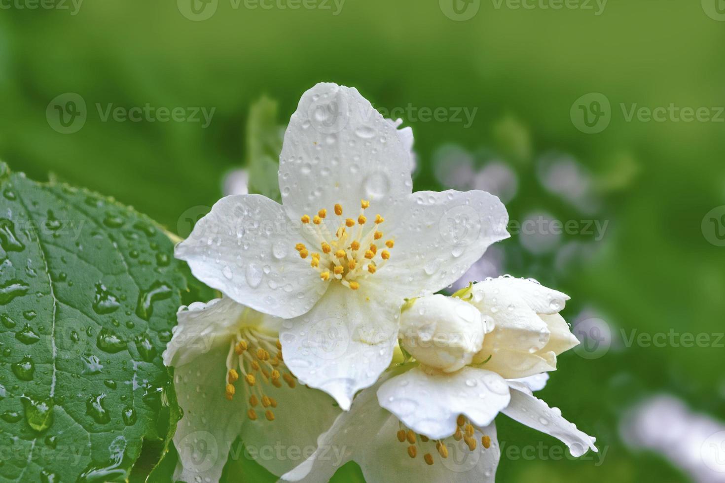 White jasmine The branch delicate spring flowers photo