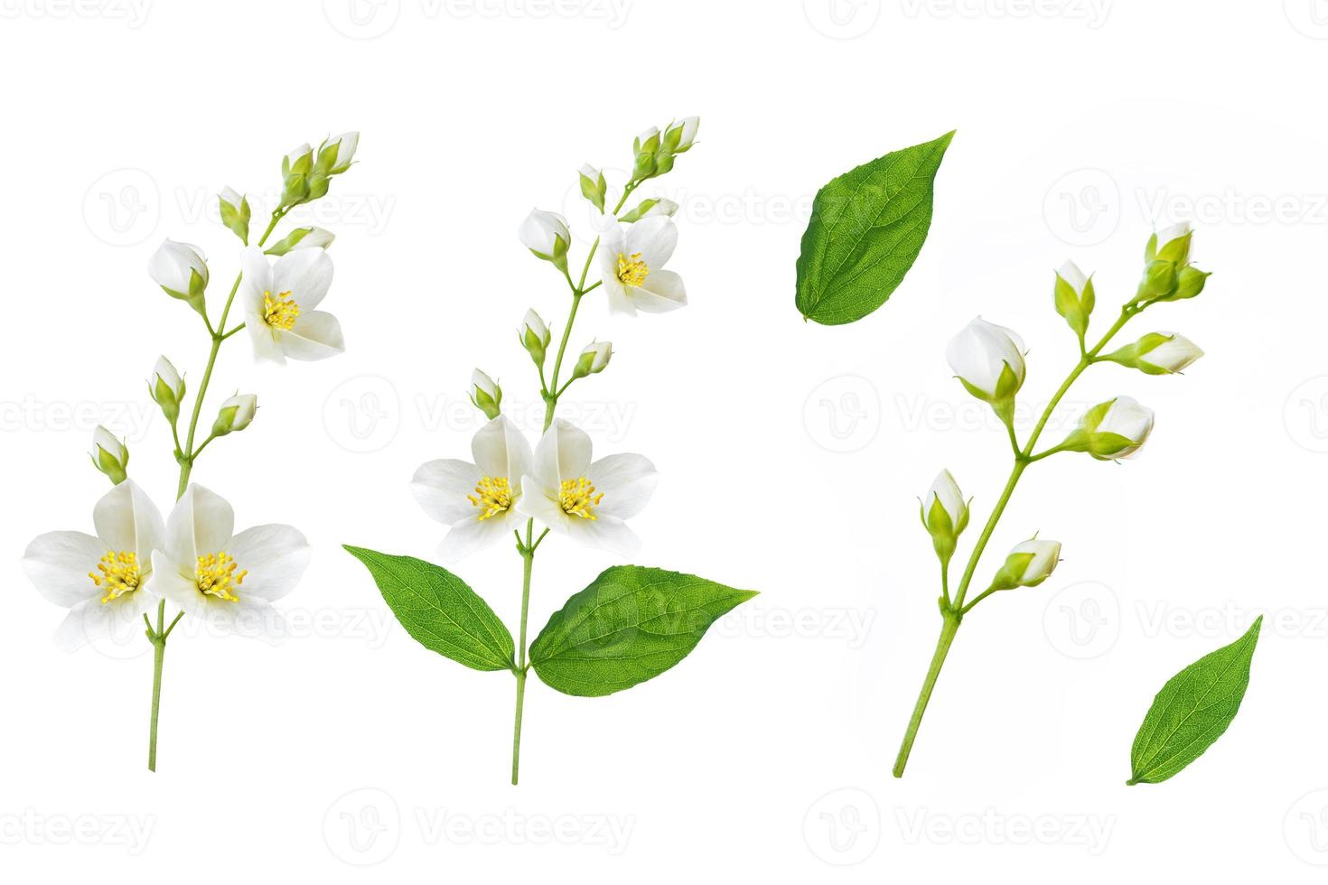 branch of jasmine flowers isolated on white background. photo