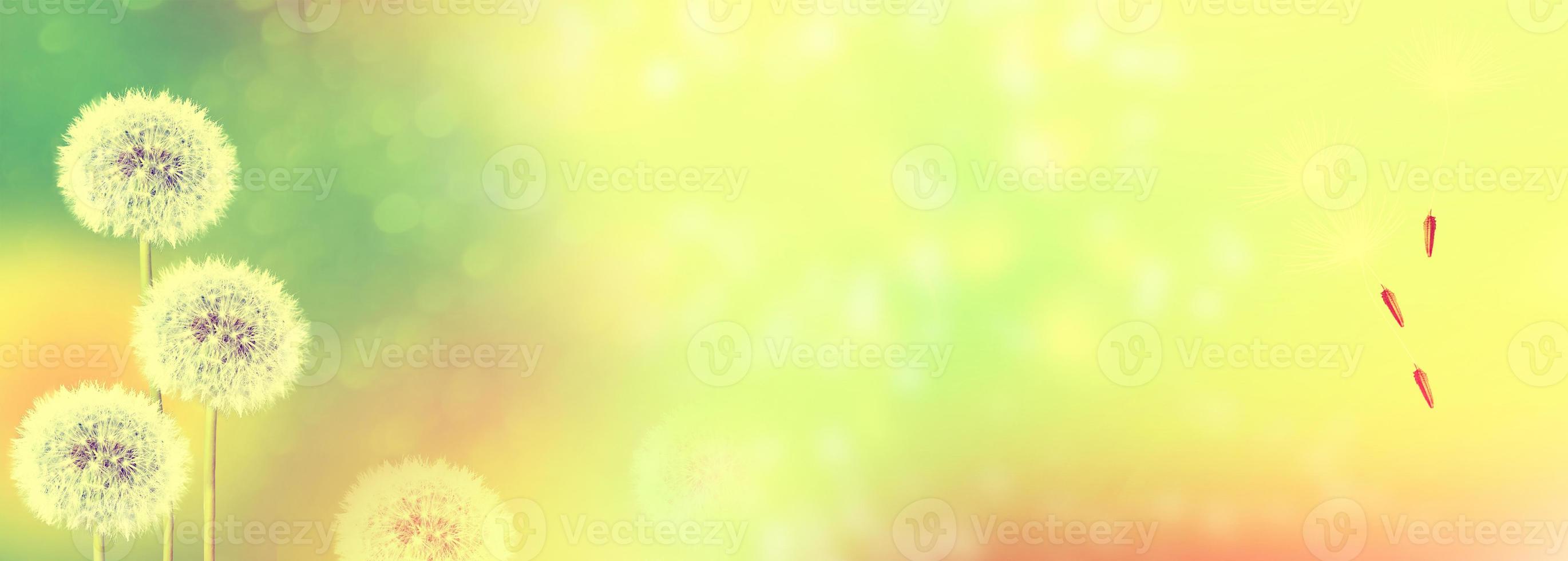 Fluffy dandelion flower against the background of the summer landscape