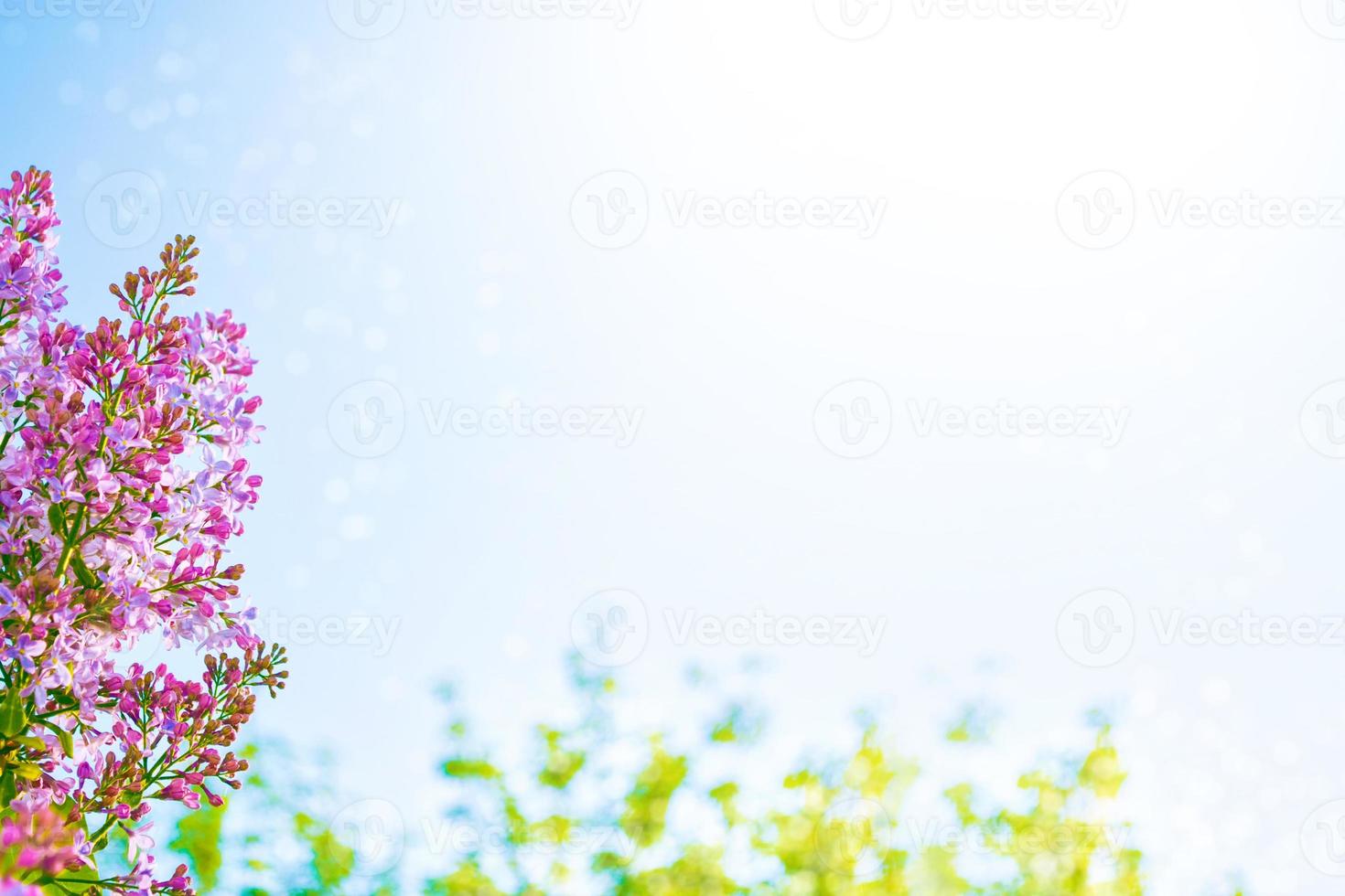 Bright and colorful flowers lilac photo
