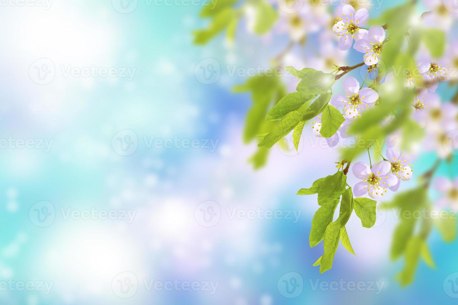 Blossoming branch cherry photo