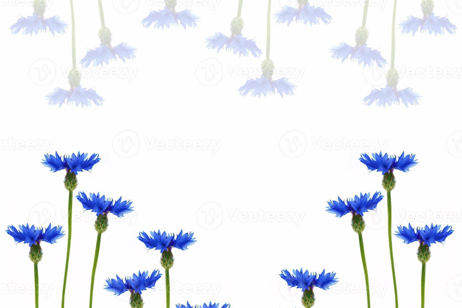 Wild flower cornflower photo