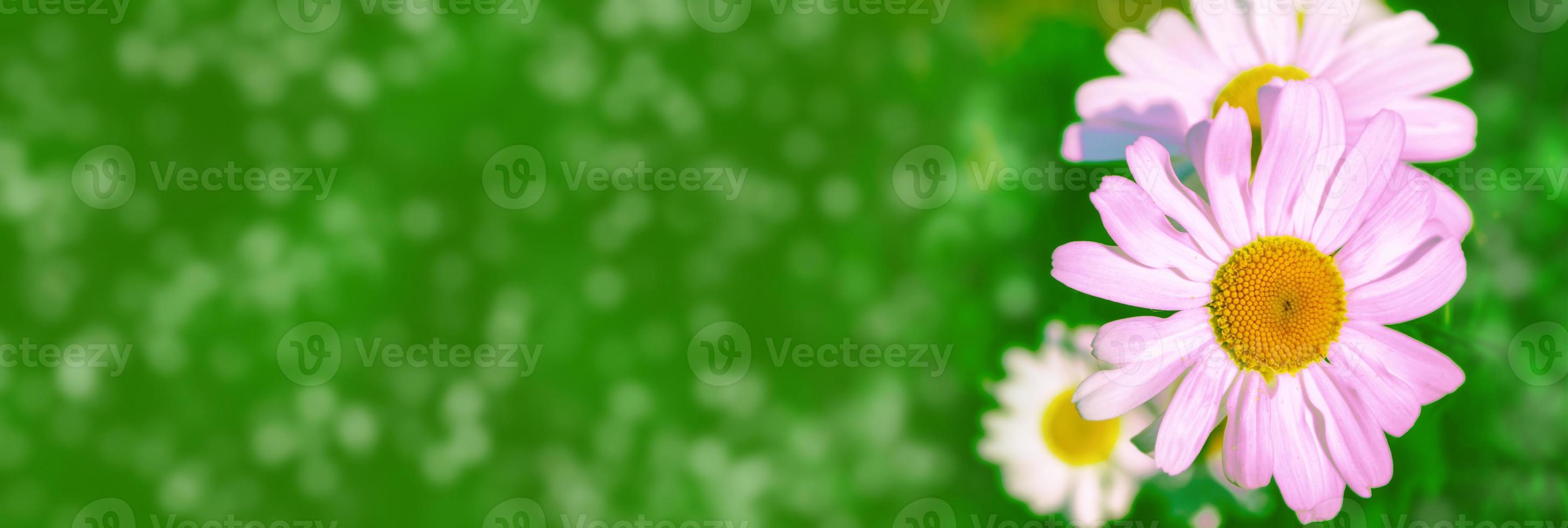 Blurred. White bright daisy flowers photo