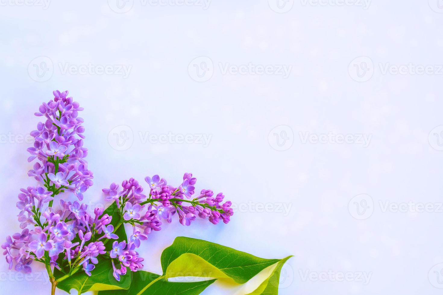 Bright and colorful flowers lilac photo