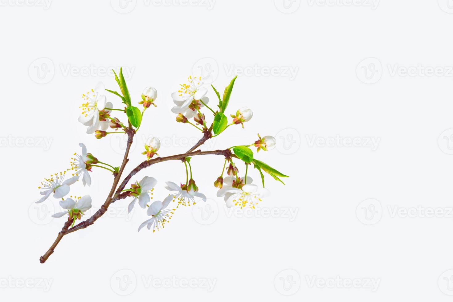 Flowering branch of cherry isolated on a white background. photo