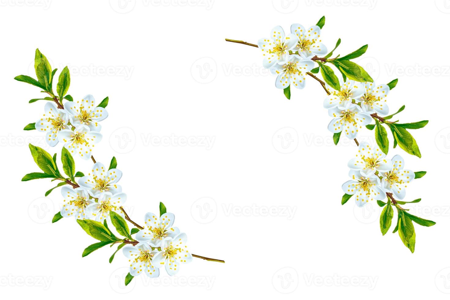 Flowering branch of cherry isolated on a white background. photo