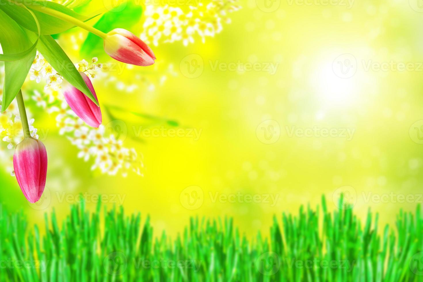 Bright colorful spring flowers photo