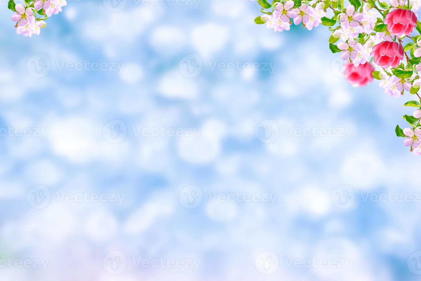 Bright colorful spring flowers photo