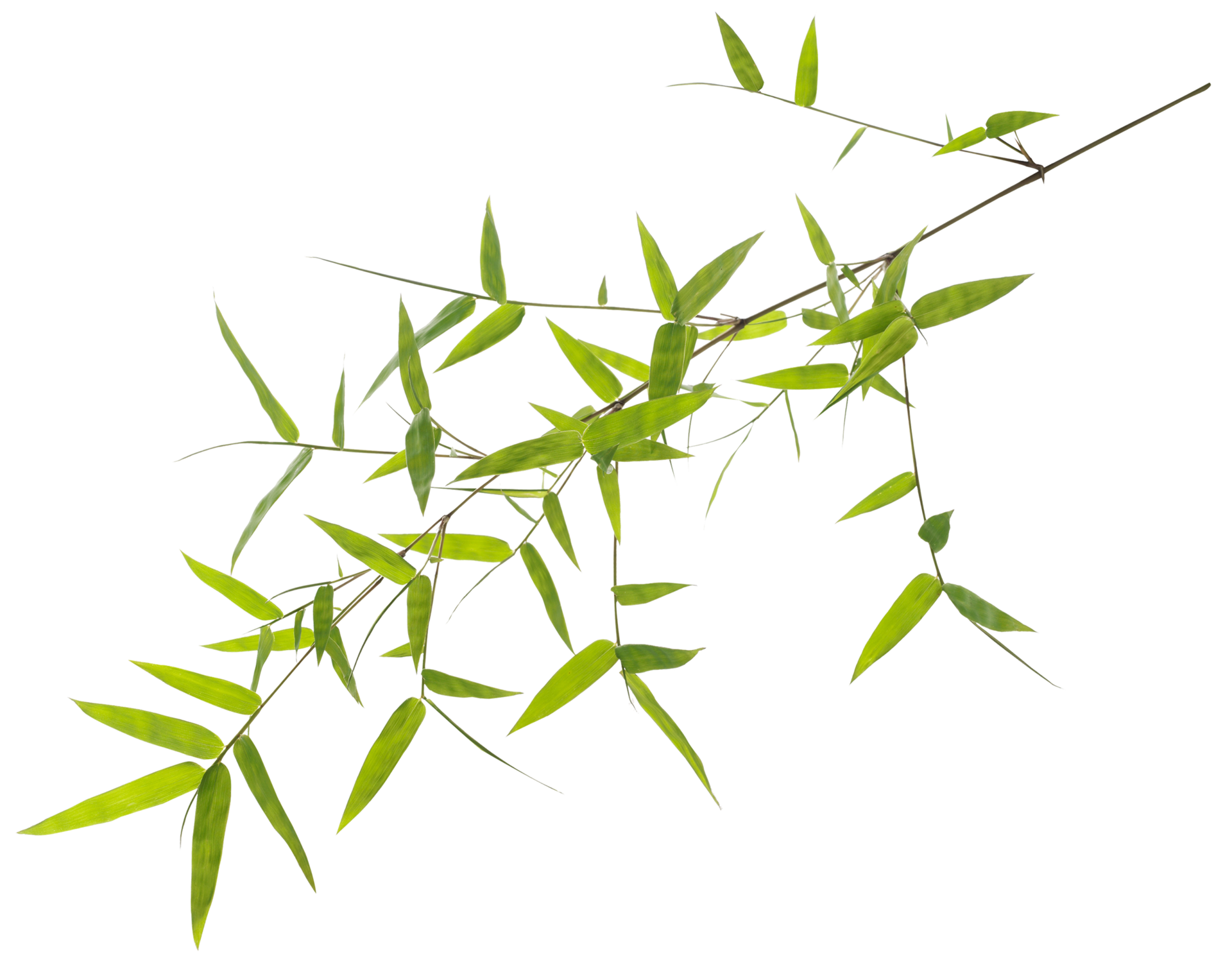 Green bamboo leaves 9306502 PNG