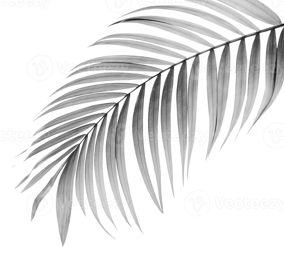 zwart blad van palmboom op transparante achtergrond png-bestand png