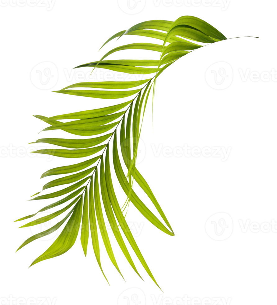 Green leaves of palm tree on transparent background png file