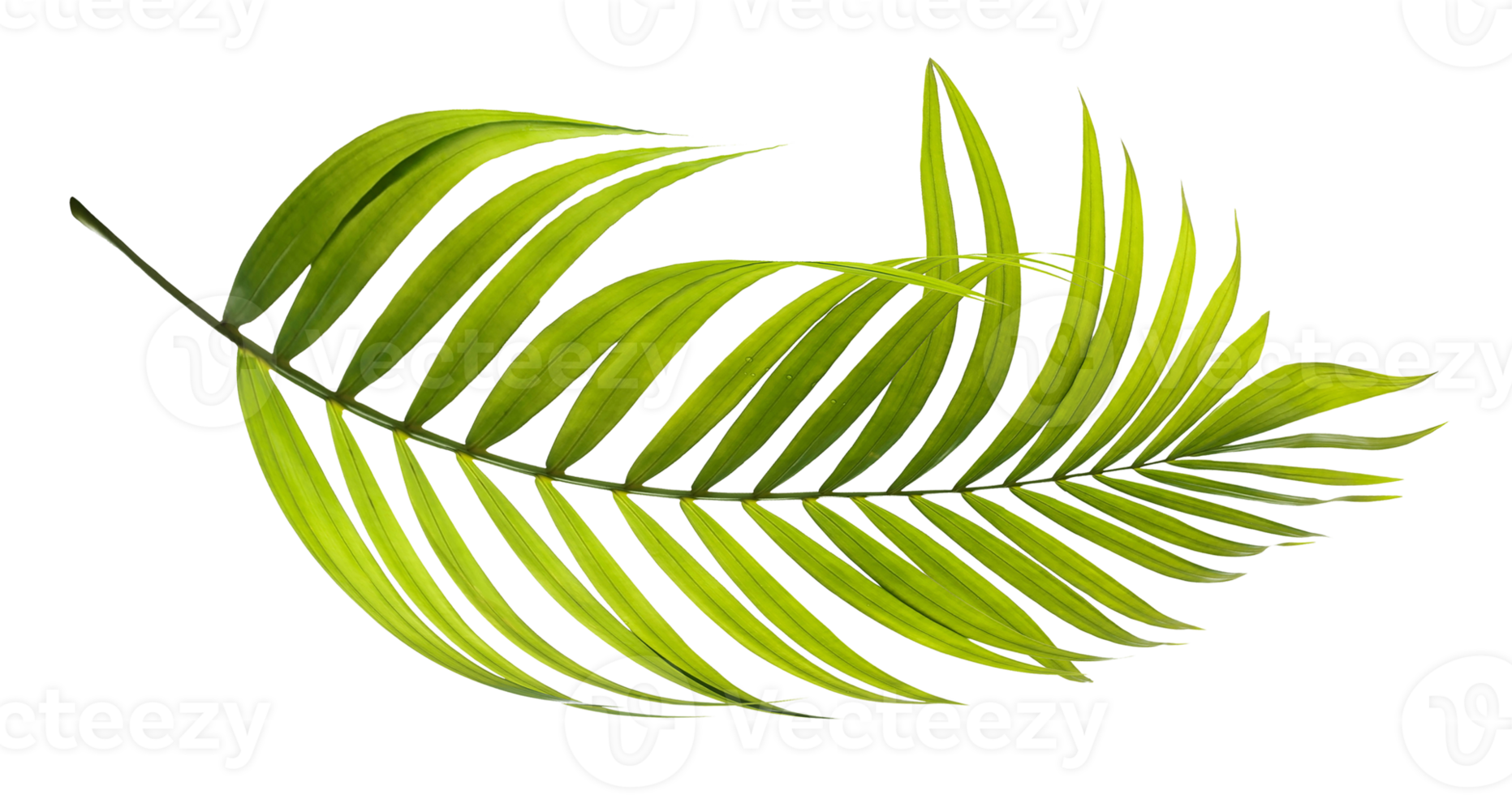Green leaves of palm tree on transparent background png file