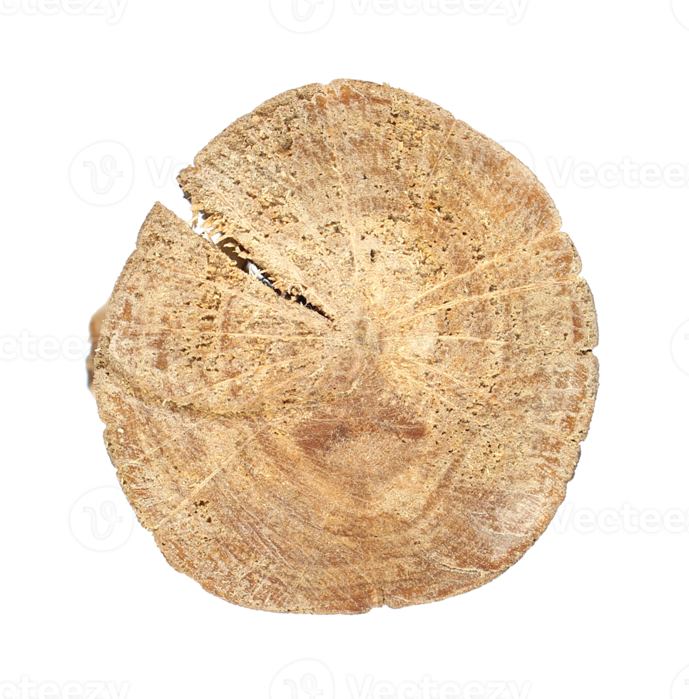 tree trunk cross section, A cutting board made of cross-sectional wood on transparent background png file