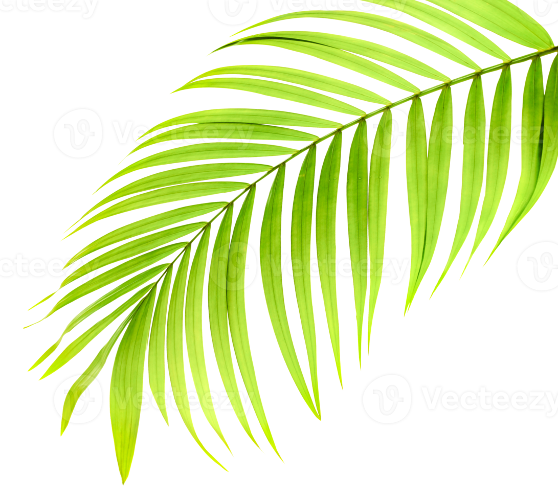 green leaf of palm tree on transparent background png file