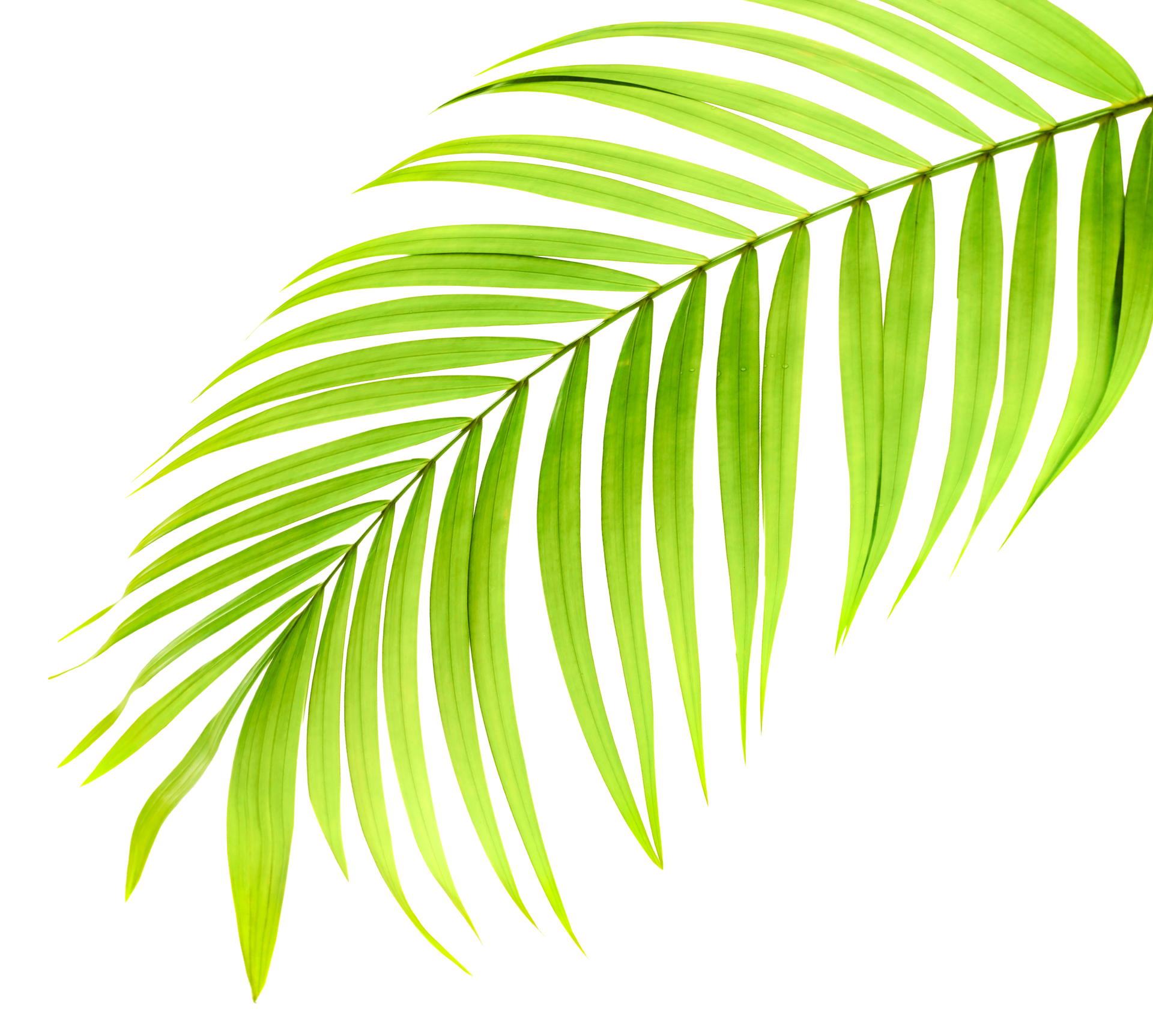 green leaf of palm tree on transparent background png file 9306540 PNG