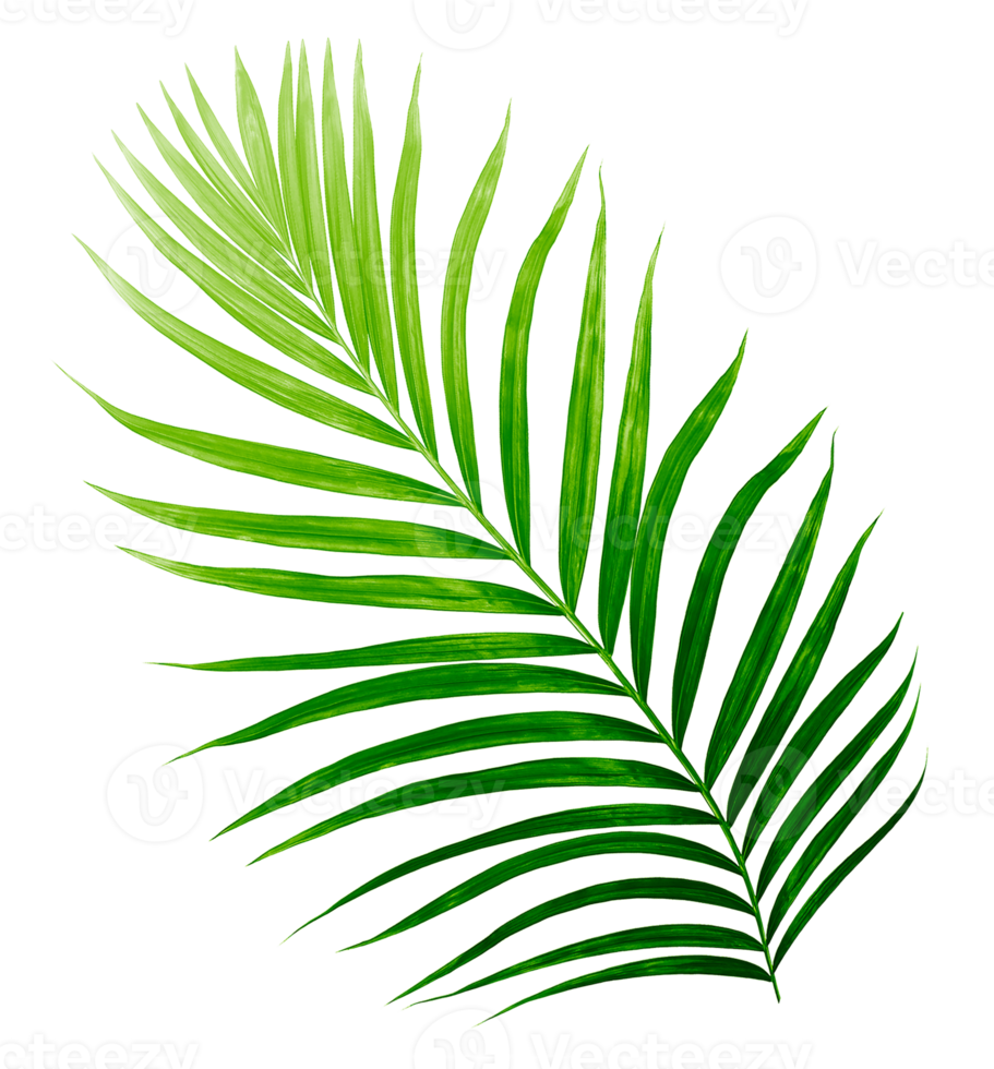Green leaves of palm tree isolated on tranaparent background png file