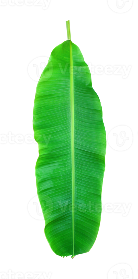 fress banana leaf on transparent background png file