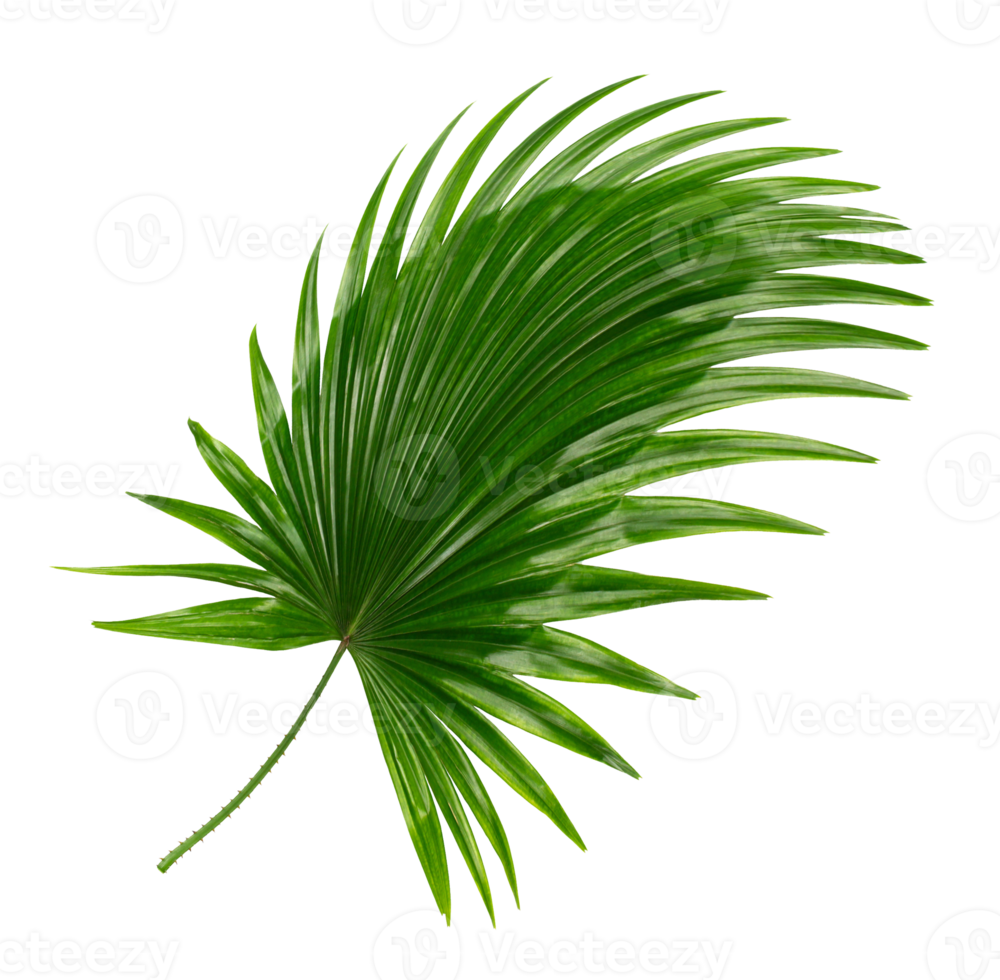 Green leaf of palm tree on transparent background png file